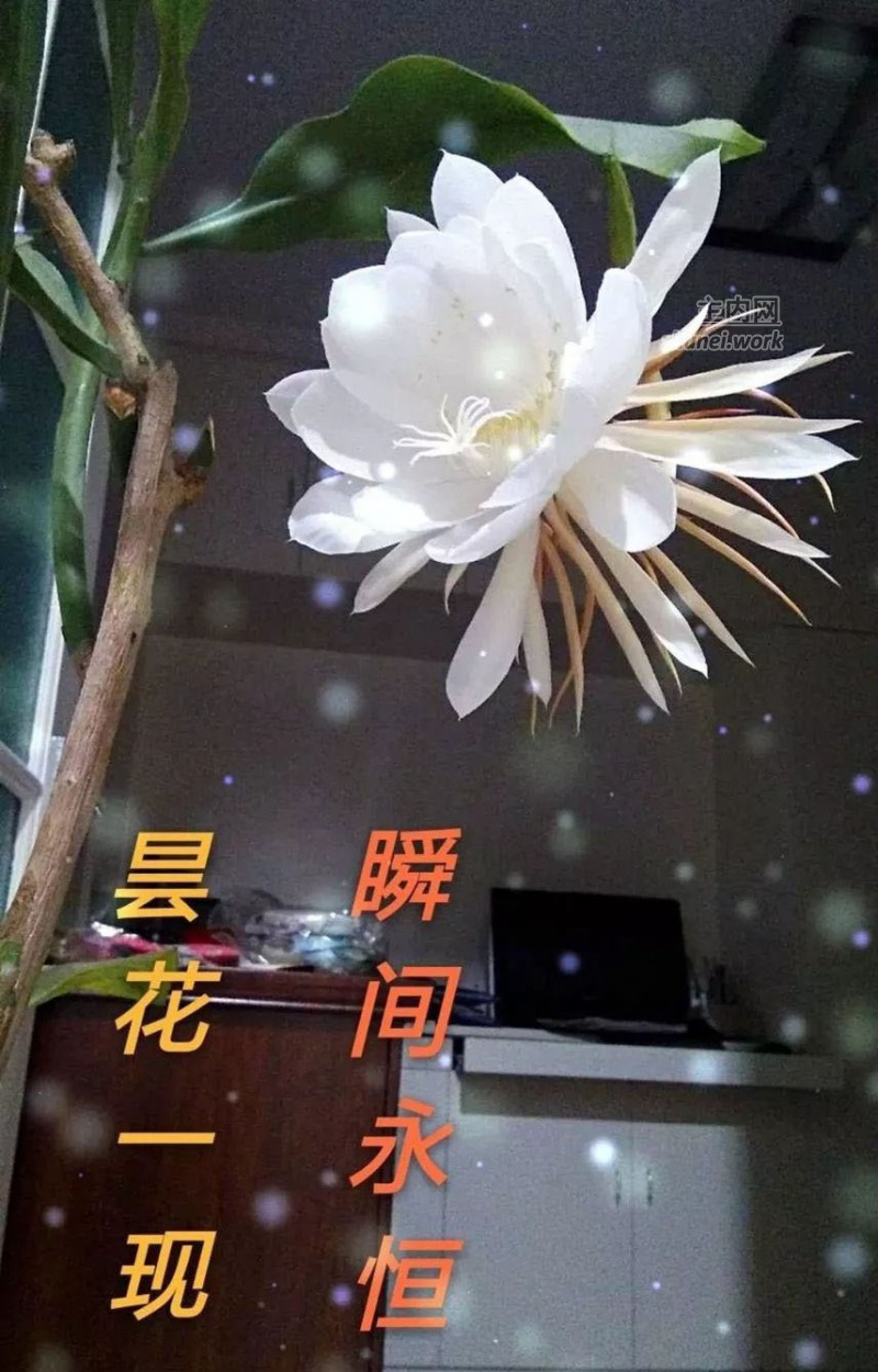 愿作昙花，瞬间永恒！